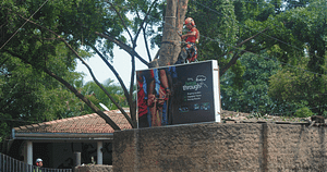 T​he Jamun Tree being felled by arborists from Tree Care India, Auroville